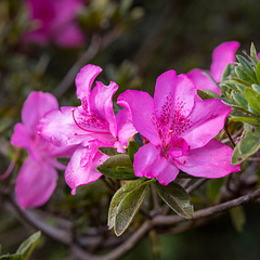 Azaleas