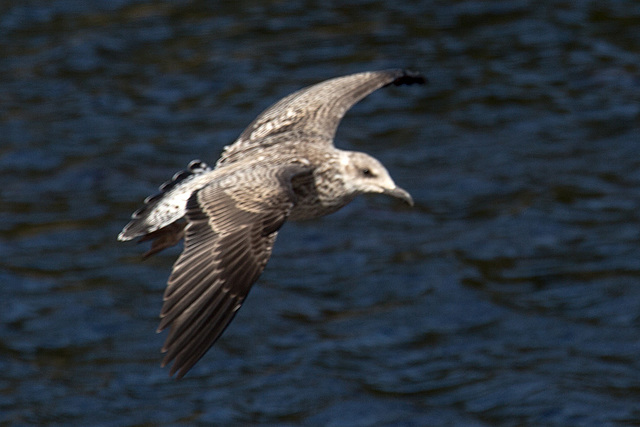 20140911 5195VRAw [NL] Möwe, Terschelling