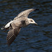 20140911 5195VRAw [NL] Möwe, Terschelling