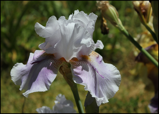 Epée violette