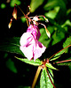 Himalayan Balsam