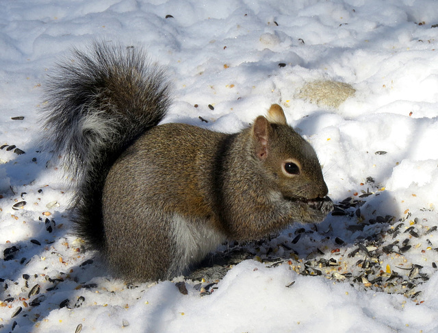 A true gray squirrel, rare in our region.