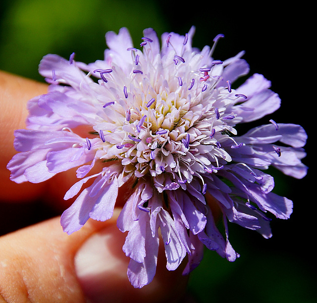 Acker-Witwenblume