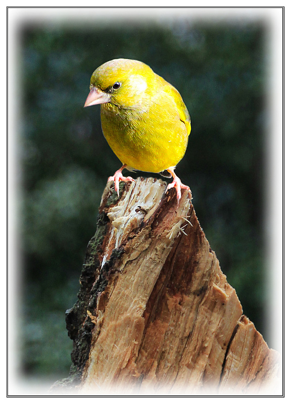 Mr Greenfinch