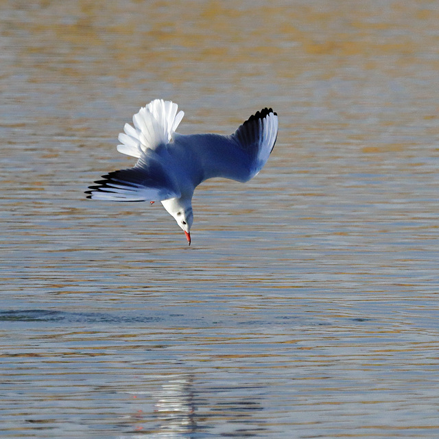 EOS 90D Peter Harriman 13 24 48 26809 blackHeadedGullFishing dpp