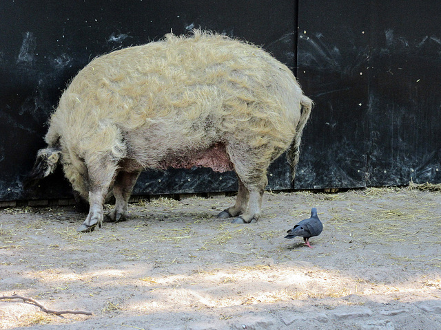 die Taube und das Wollschwein