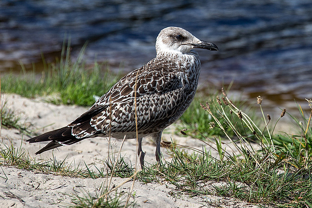 20140911 5194VRAw [NL] Möwe, Terschelling