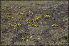 Potentilla verna Potentilla verna