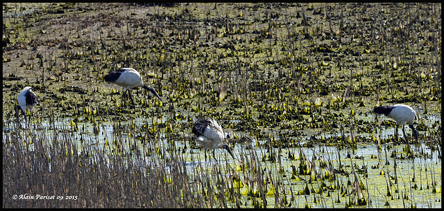 Ibis sacré DSC2928