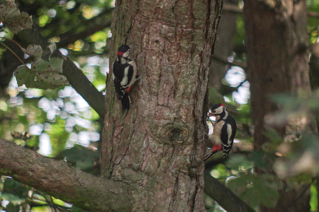 Two male Great Spotted Woodpeckers