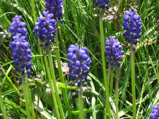 Grape hyacinth