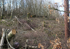 Woodland management