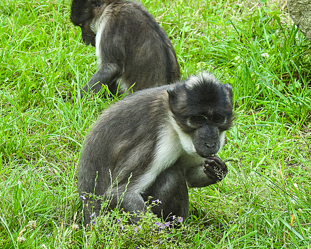 20210709 1468CPw [D~OS] Weißscheitelmangabe, Zoo Osnabrück