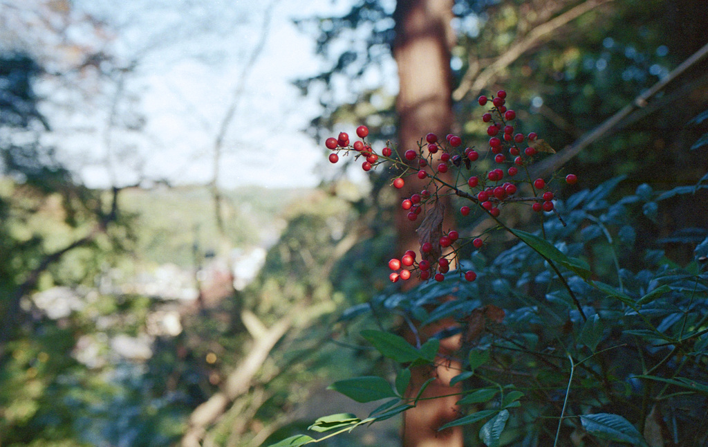 Red fruits