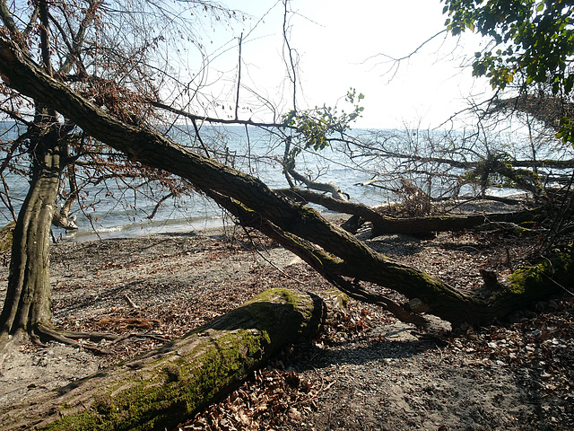 Natur sich selbst überlassen