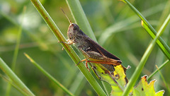 Où te caches-tu en hiver petit criquet ? Où te caches-tu en hiver petit criquet ?