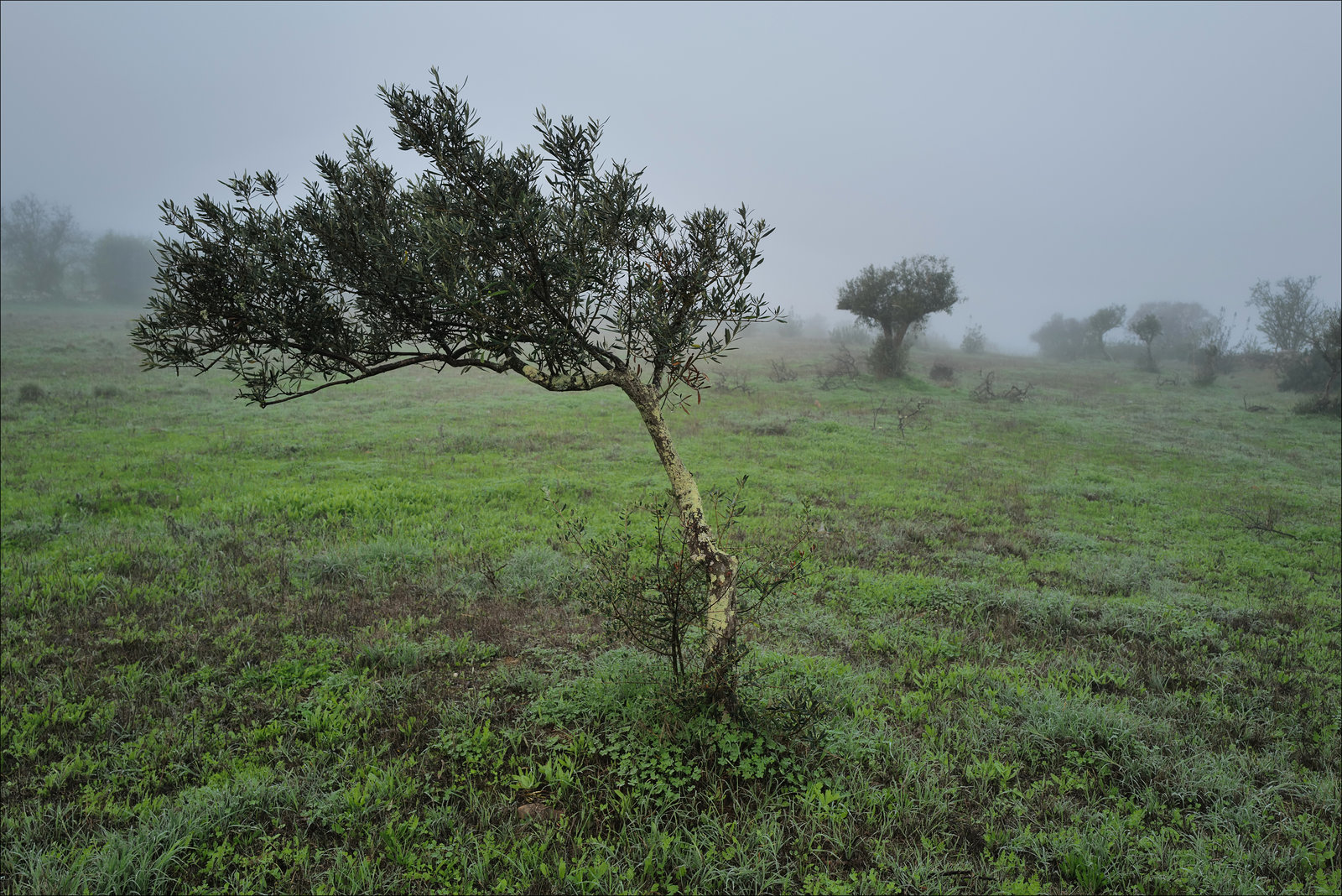 Penedos, Misty morning