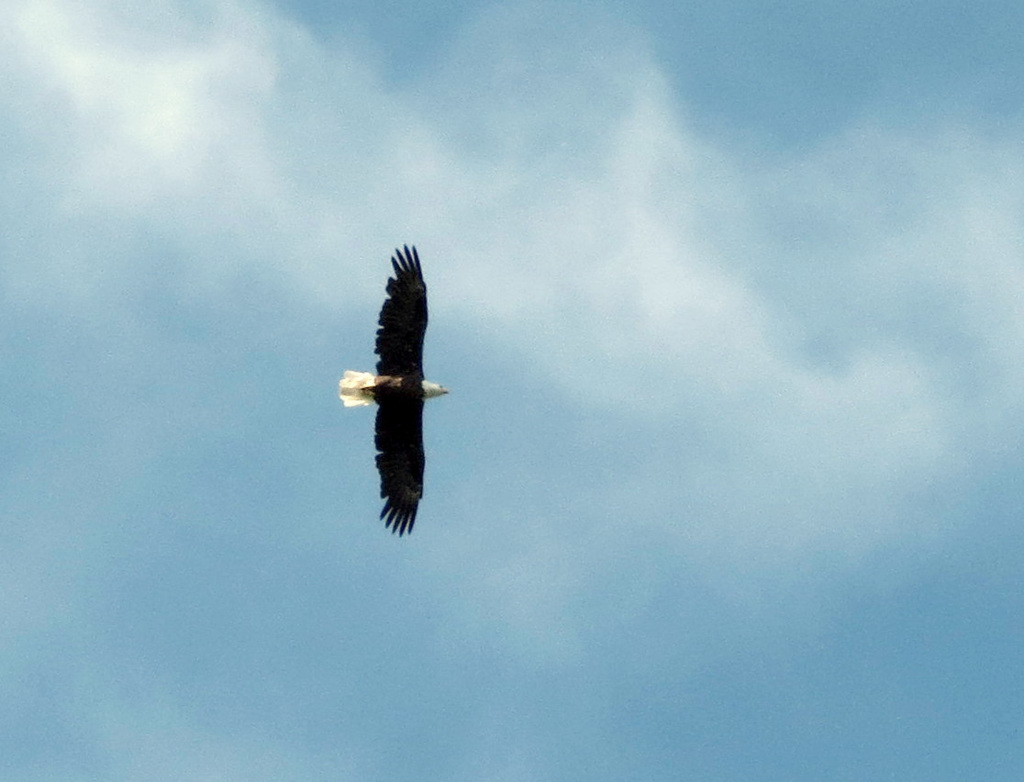 Our local Bald Eagle
