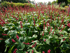 Persicaria