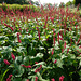 Persicaria