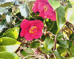 Fleurs de Camélia
