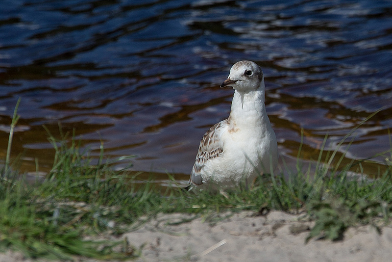 20140911 5193VRAw [NL] Lachmöwe, Terschelling