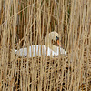 Mute Swan, nesting in the reeds