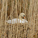 Mute Swan, nesting in the reeds