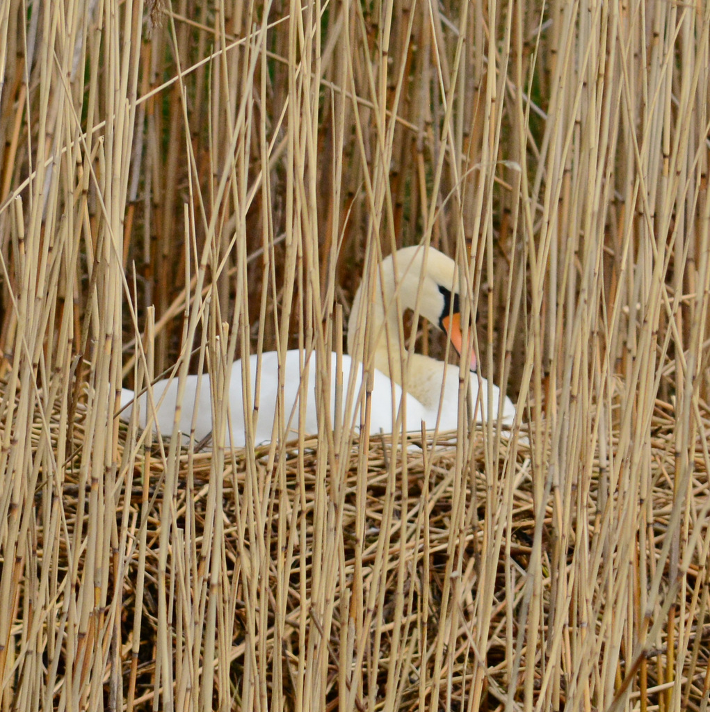 Mute Swan, nesting in the reeds