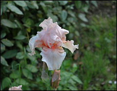 Iris Flirtation Walk- Chez Abeille