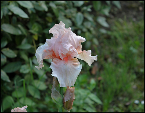 Iris Flirtation Walk- Chez Abeille