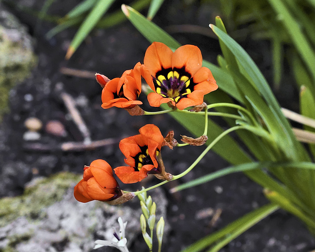 Sweet Goldblatt (Cape Buttercup) – Brooklyn Botanic Garden, New York, New York