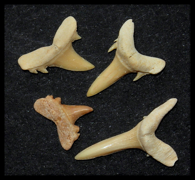 Dents de requins d'au moins 2 espèces différentes