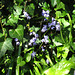 Bluebells in amongst the ivy