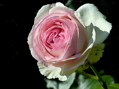 rose Ronsard