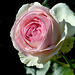 rose Ronsard
