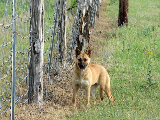 Day 5, dog at the King Ranch, Norias Division