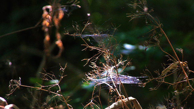 Webs