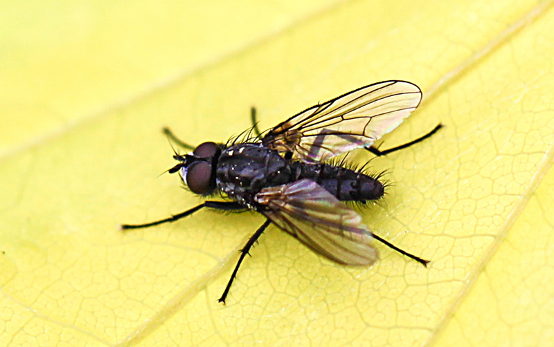 20100514 3302Mw [D~LIP] Fliege 1, Bad Salzuflen