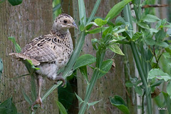 Young pheasant chick climbing up the sweet peas