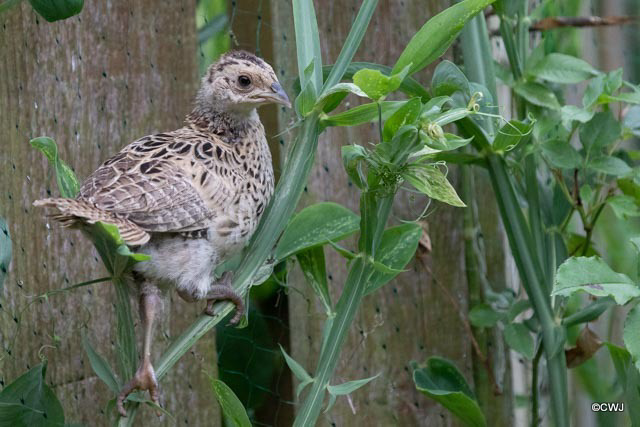 Young pheasant chick climbing up the sweet peas