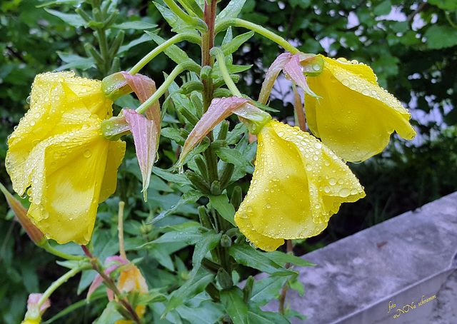 Nachtkerze (Oenothera biennis)