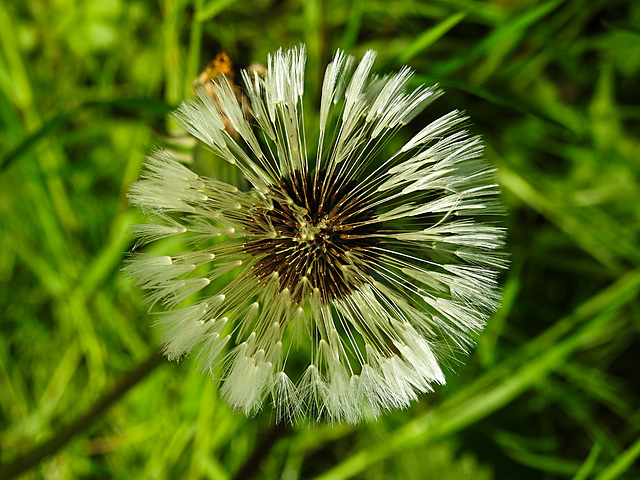 20210524 0216CPw [D~LIP] Löwenzahn,  UWZ,  Bad Salzuflen