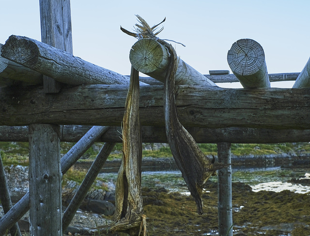 stockfish, Lofoten Museum