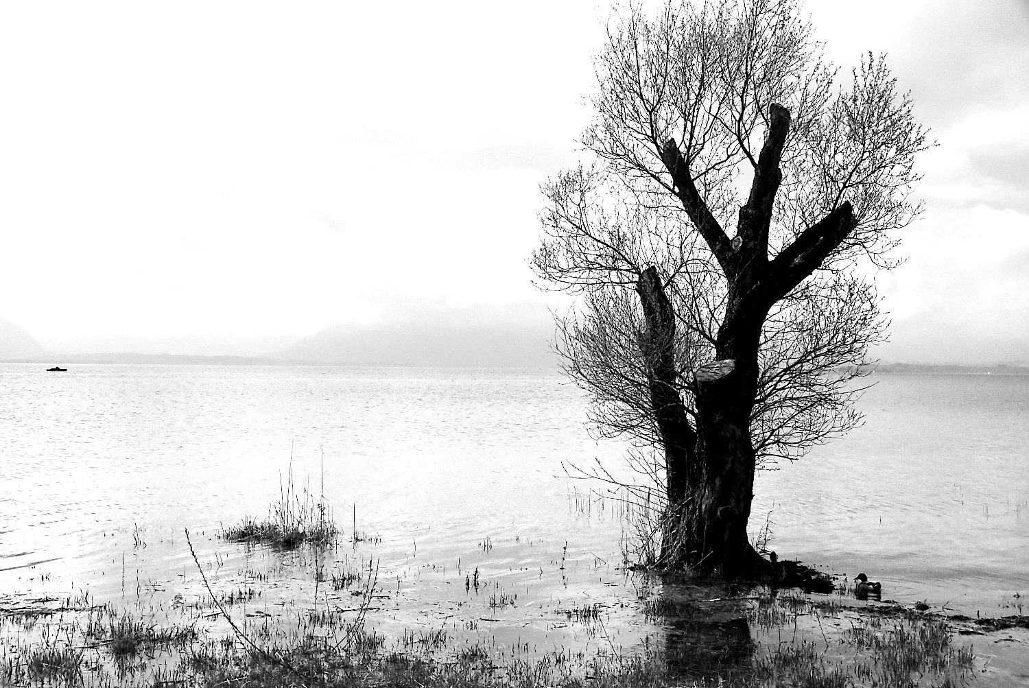 Baum im Wasser