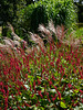 Persicaria and Miscanthus