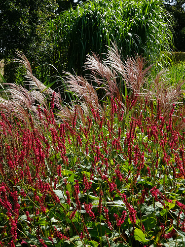 Persicaria and Miscanthus