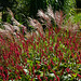 Persicaria and Miscanthus