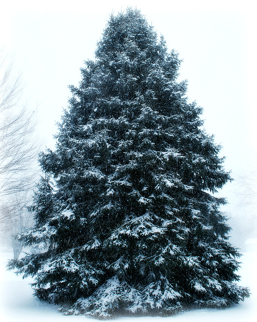 Snowy Pine