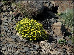 Potentilla verna